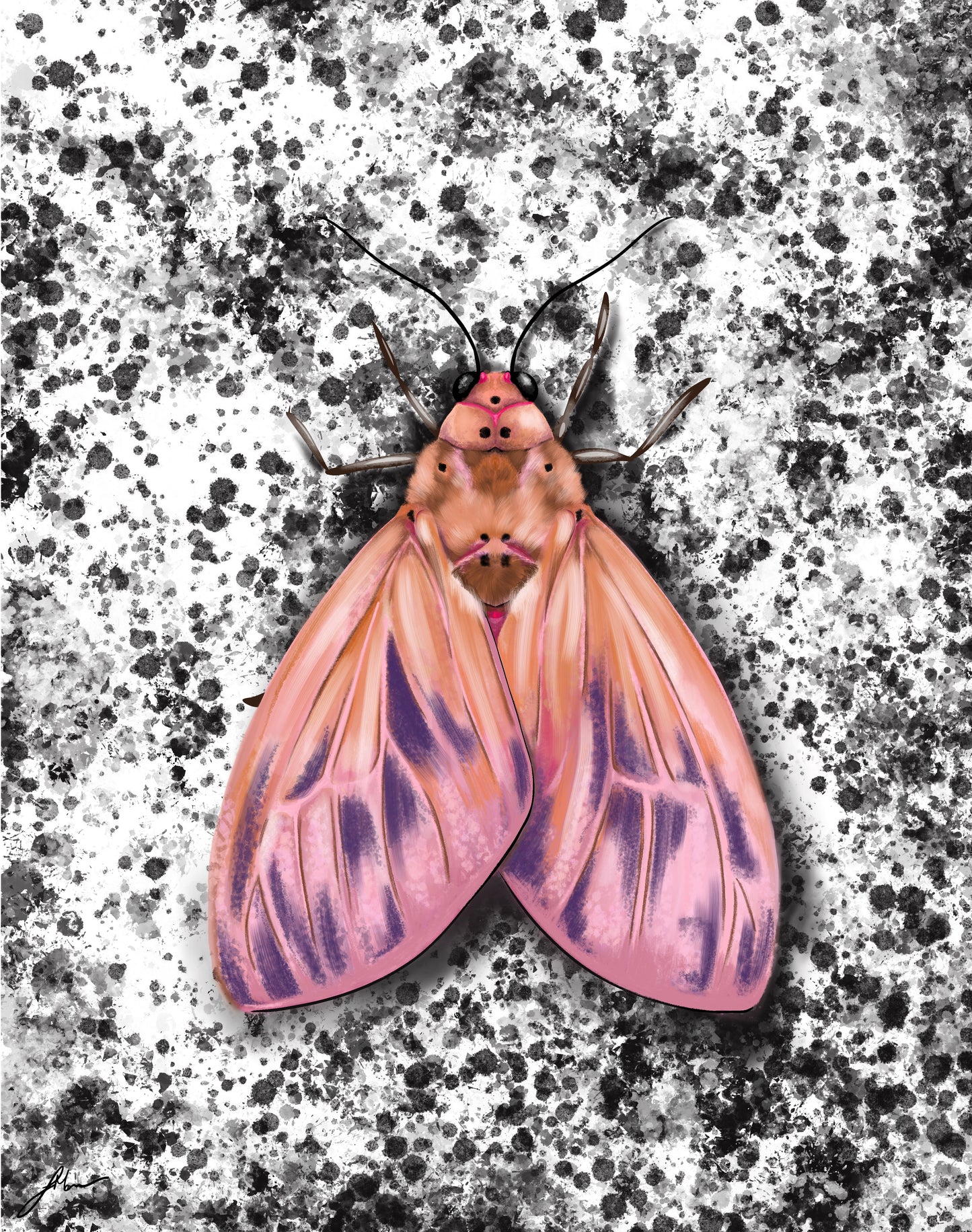 BLACK & WHITE MOTH FINE ART PRINT