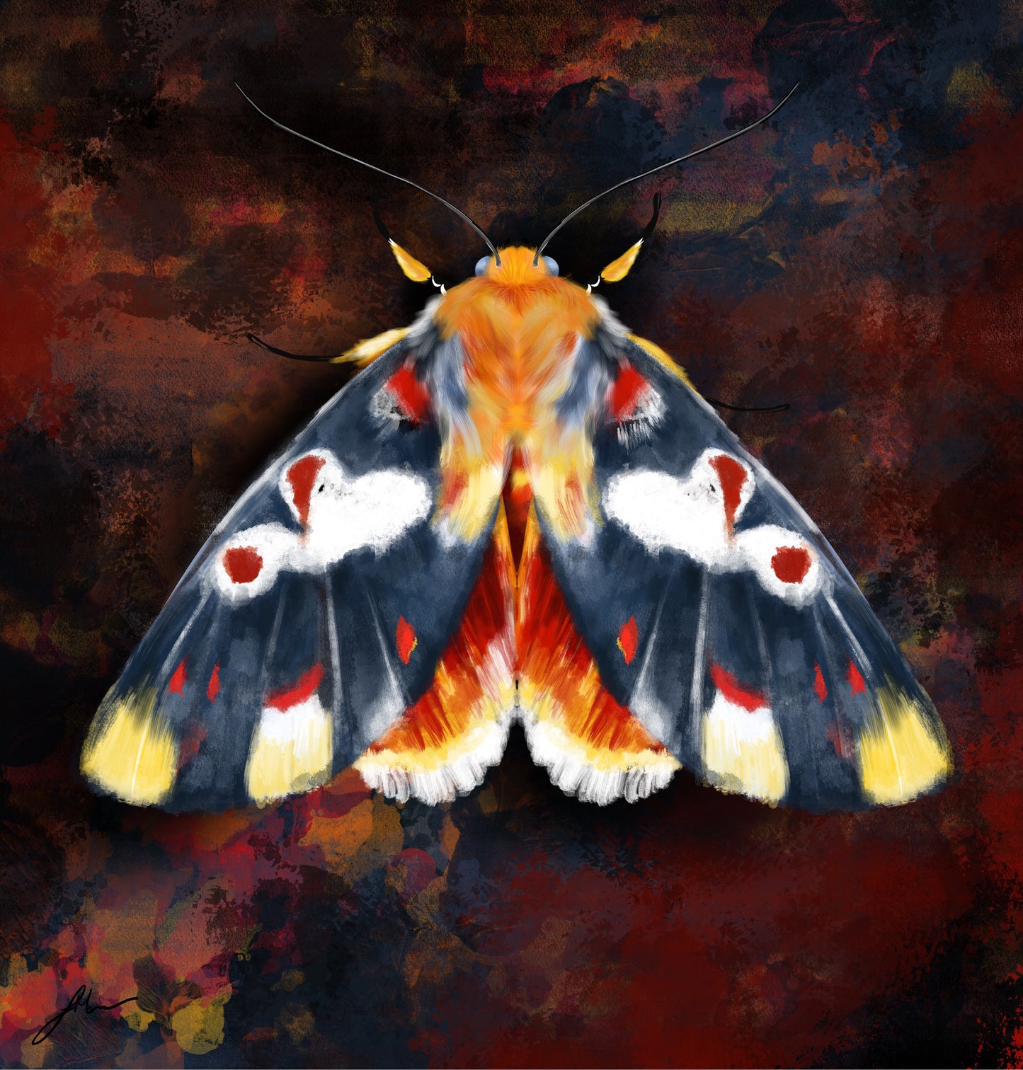 NAVY MOTH FINE ART PRINT