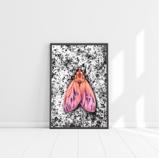 BLACK & WHITE MOTH FINE ART PRINT